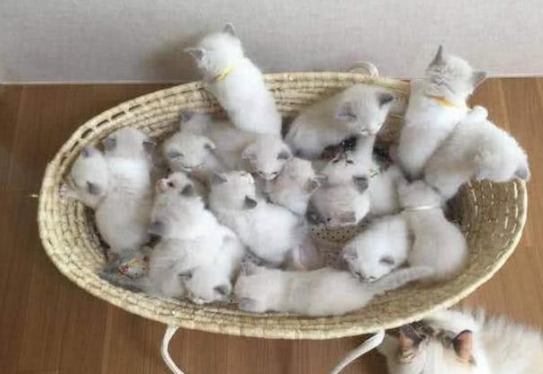 猫妈妈一次生了19只！主人乐开了花，网友却戏弄：居然有两只公猫