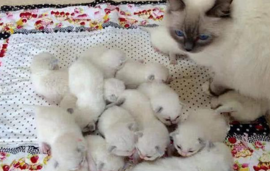 猫妈妈一次生了19只！主人乐开了花，网友却戏弄：居然有两只公猫
