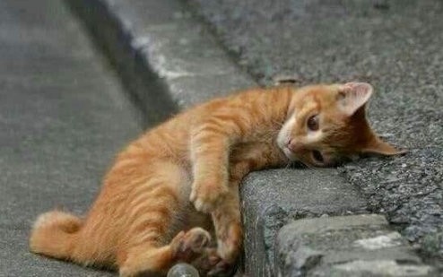 猫妈妈一次生了19只！主人乐开了花，网友却戏弄：居然有两只公猫