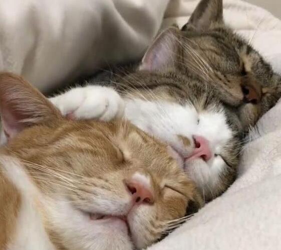 吸完猫薄荷猫咪消失无踪，当主人发现的时分，猫咪们悉数沉沦温床