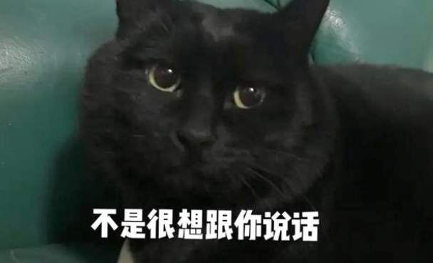“带着田园猫去宠物店洗澡，却被拒之门外”