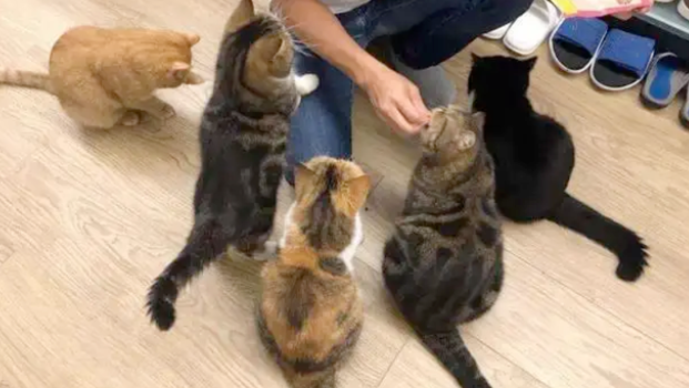 “带着田园猫去宠物店洗澡，却被拒之门外”