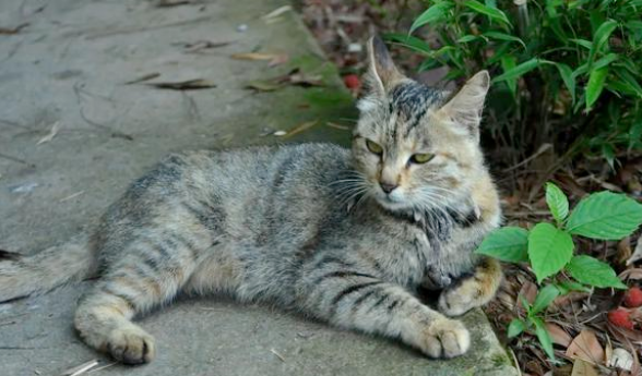 “带着田园猫去宠物店洗澡，却被拒之门外”