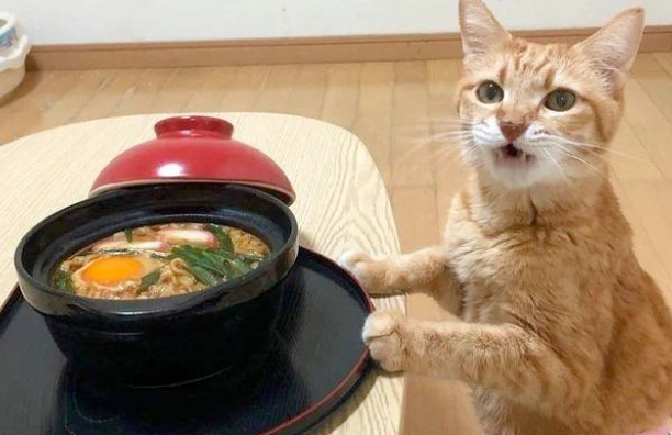 “带着田园猫去宠物店洗澡，却被拒之门外”