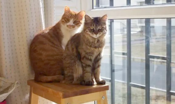 “带着田园猫去宠物店洗澡，却被拒之门外”