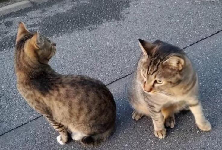 大叔看中了一只漂泊猫，共处几天后却被厌弃，本来还有个“替身”