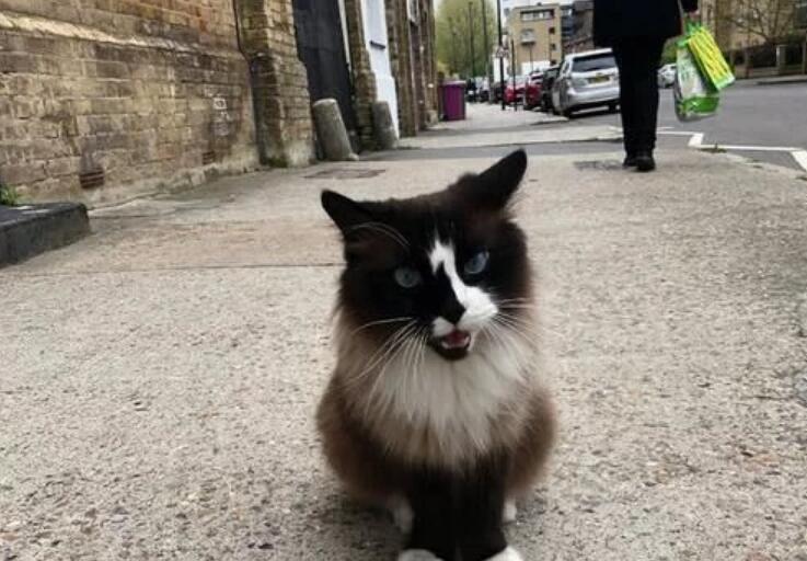 大叔看中了一只漂泊猫，共处几天后却被厌弃，本来还有个“替身”