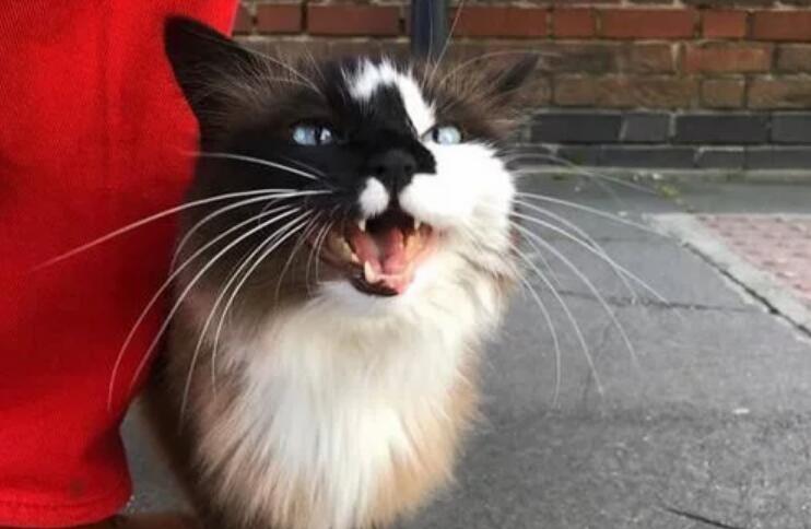 大叔看中了一只漂泊猫，共处几天后却被厌弃，本来还有个“替身”