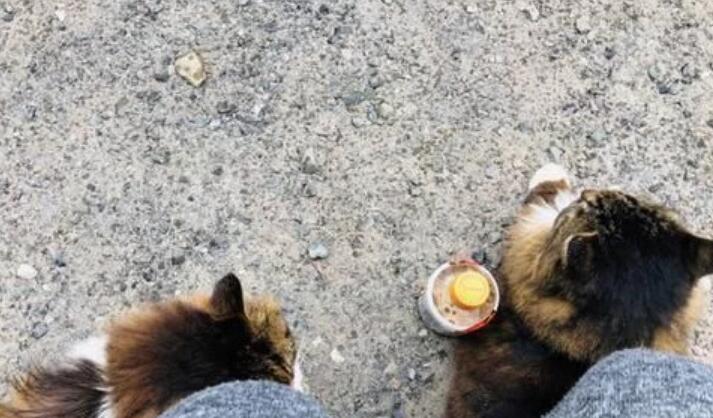 大叔看中了一只漂泊猫，共处几天后却被厌弃，本来还有个“替身”