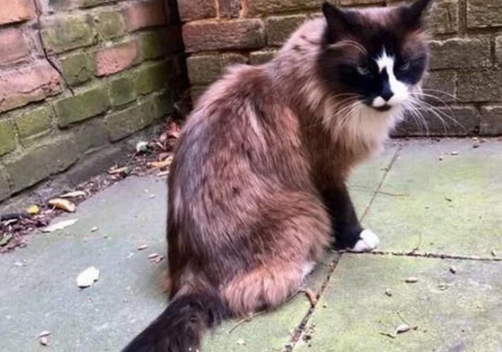 大叔看中了一只漂泊猫，共处几天后却被厌弃，本来还有个“替身”