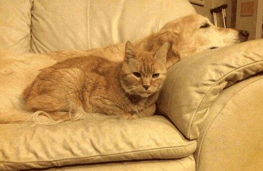 小猫咪趁母狗不在家，暴打小奶狗出气