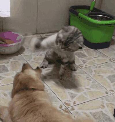 小猫咪趁母狗不在家，暴打小奶狗出气