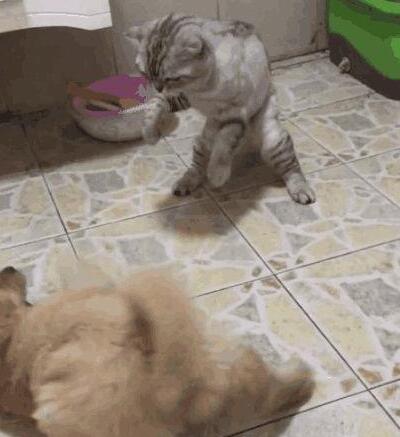 小猫咪趁母狗不在家，暴打小奶狗出气