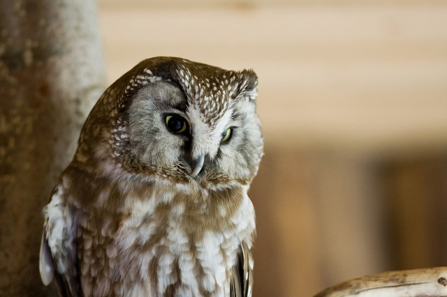 被一只小猫头鹰碰瓷