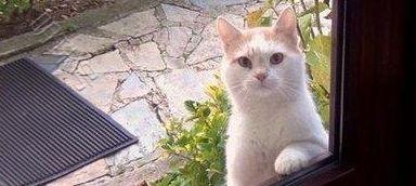 猫咪饿肚子跳到床上闹主人，宠主盯着铲屎官看，成果被吓到