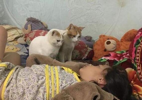 猫咪饿肚子跳到床上闹主人，宠主盯着铲屎官看，成果被吓到