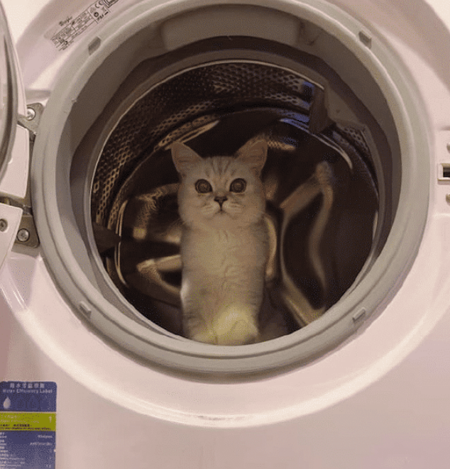 主人想洗衣服，猫咪却钻进洗衣机里不出来，猫：有本事把我洗了！