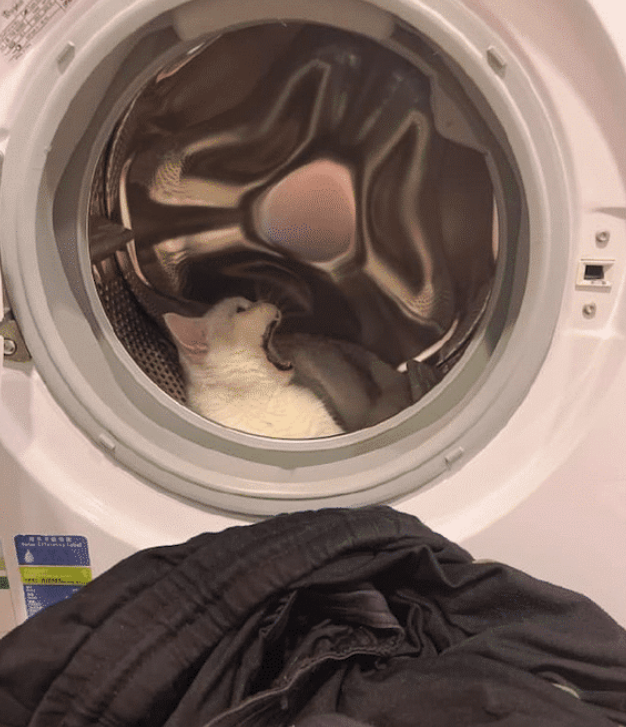 主人想洗衣服，猫咪却钻进洗衣机里不出来，猫：有本事把我洗了！