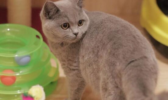 主人2个月没回家，进屋后蓝猫一边咬他，一边喵喵喵的哭了