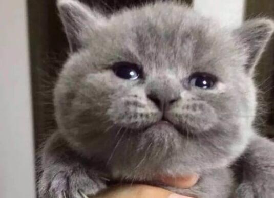 主人2个月没回家，进屋后蓝猫一边咬他，一边喵喵喵的哭了