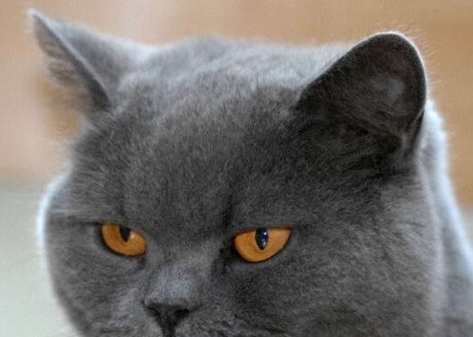 主人2个月没回家，进屋后蓝猫一边咬他，一边喵喵喵的哭了