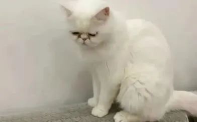 一确诊病例家中3只猫核酸呈阳性，被履行安乐死