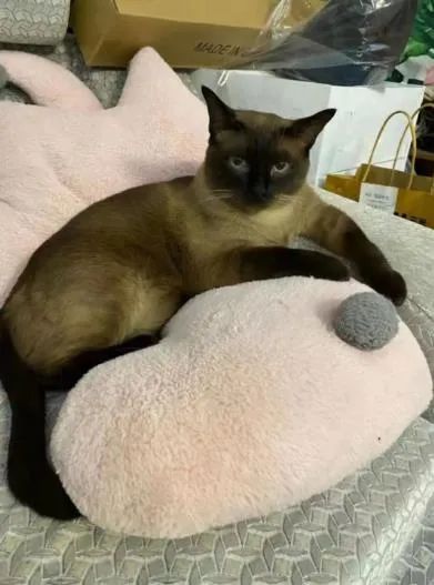 一确诊病例家中3只猫核酸呈阳性，被履行安乐死