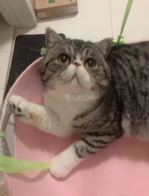 一确诊病例家中3只猫核酸呈阳性，被履行安乐死