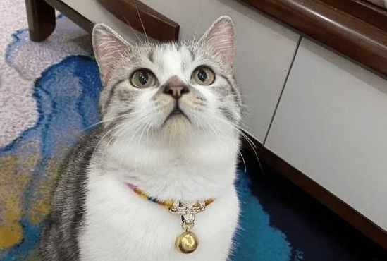 男人伪装领养猫咪，实则将其当成宣泄目标，虐至重伤岌岌可危！ 