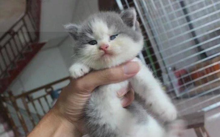 同学带猫上课被抓现行，教师猎奇摸了一把，下一秒猫咪走上猫生巅