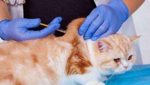 猫咪被送去医治，兽医迟迟没有动刀，隔着玻璃一看不由得直翻白眼