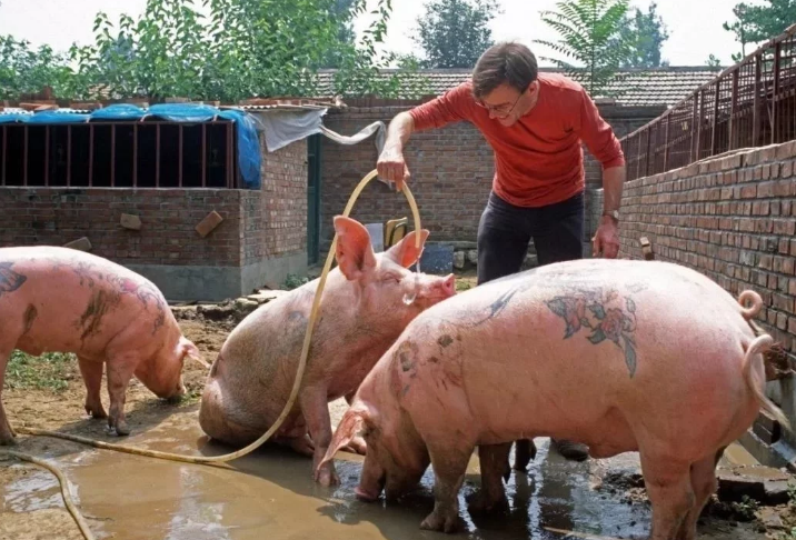 残暴备至！给猪纹死后，剥下猪皮卖100万，给猫纹身，猫跳车逃命