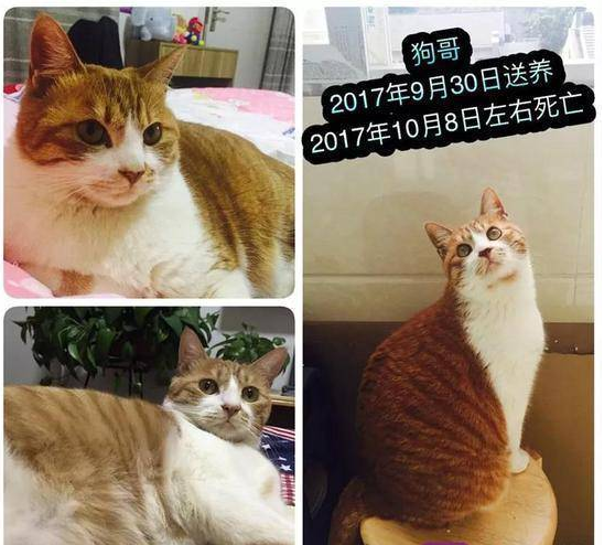 男人收养9只猫 半年时刻却相继摔死失踪 