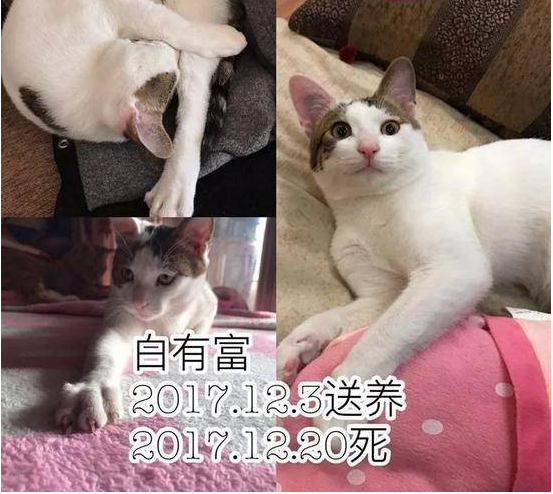 男人收养9只猫 半年时刻却相继摔死失踪 