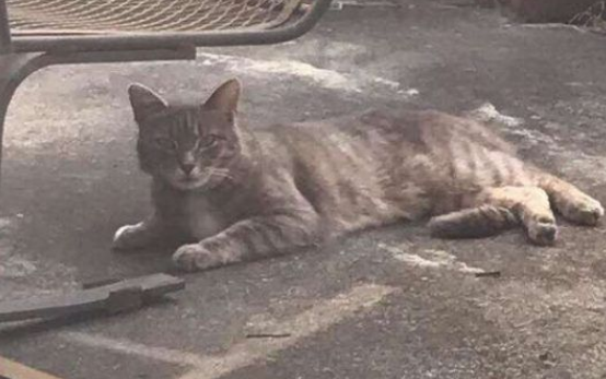 邻家猫咪时常跑宅院里 只为等候狗狗老友的呈现