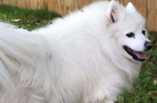 邻家猫咪时常跑宅院里 只为等候狗狗老友的呈现