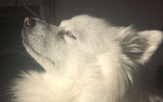 邻家猫咪时常跑宅院里 只为等候狗狗老友的呈现