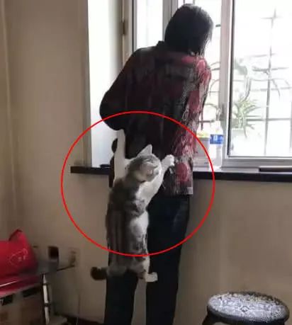 胖猫没大没小的爬上奶奶的膀子，正想训猫时，奶奶：当心点别摔了