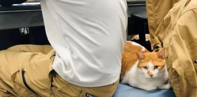猫咪作为公关部长，其实处于公司底层，被职工各种蹂躏狂吸！