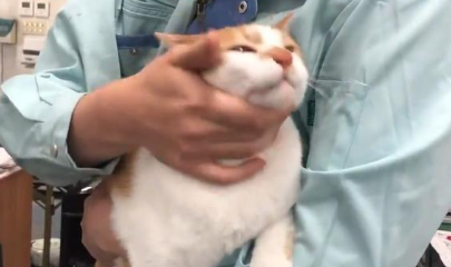猫咪作为公关部长，其实处于公司底层，被职工各种蹂躏狂吸！