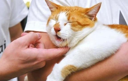 猫咪作为公关部长，其实处于公司底层，被职工各种蹂躏狂吸！