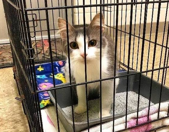 猫咪被主人养大，却因怀孕而被扔掉，失聪后的它没能保住2只小猫 