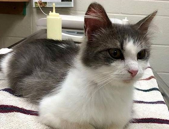 猫咪被主人养大，却因怀孕而被扔掉，失聪后的它没能保住2只小猫 