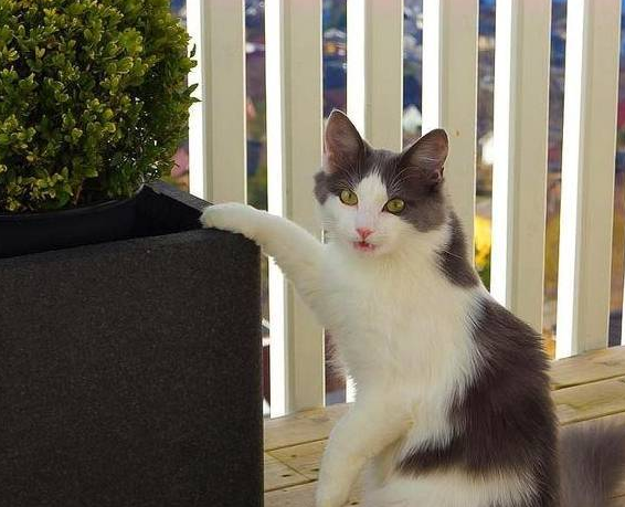 猫咪被主人养大，却因怀孕而被扔掉，失聪后的它没能保住2只小猫 
