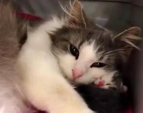 猫咪被主人养大，却因怀孕而被扔掉，失聪后的它没能保住2只小猫 