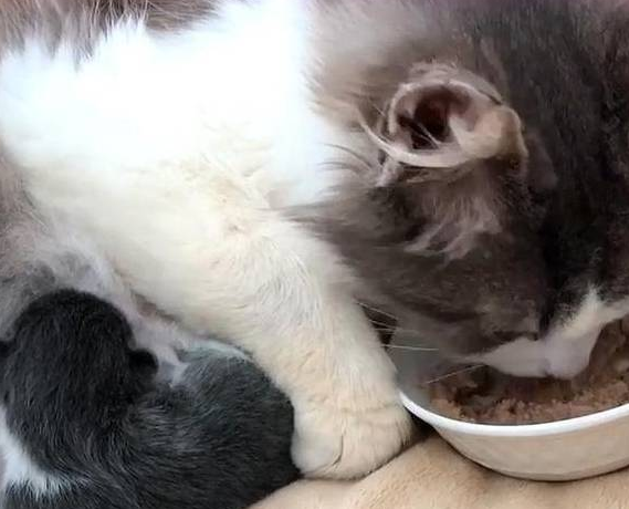 猫咪被主人养大，却因怀孕而被扔掉，失聪后的它没能保住2只小猫 