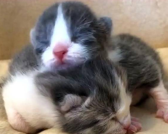 猫咪被主人养大，却因怀孕而被扔掉，失聪后的它没能保住2只小猫 