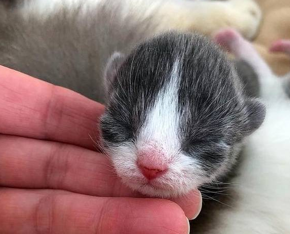 猫咪被主人养大，却因怀孕而被扔掉，失聪后的它没能保住2只小猫 