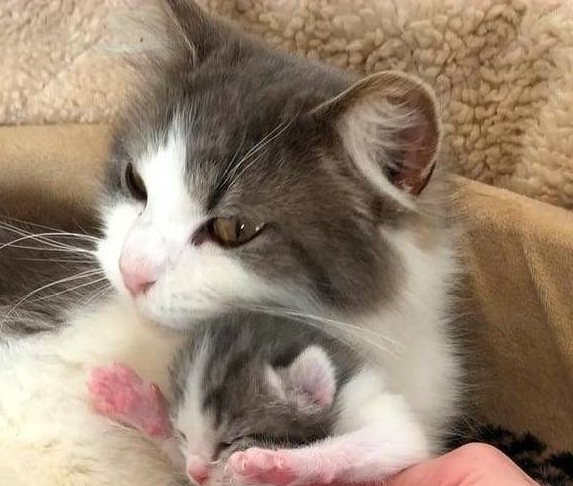 猫咪被主人养大，却因怀孕而被扔掉，失聪后的它没能保住2只小猫 