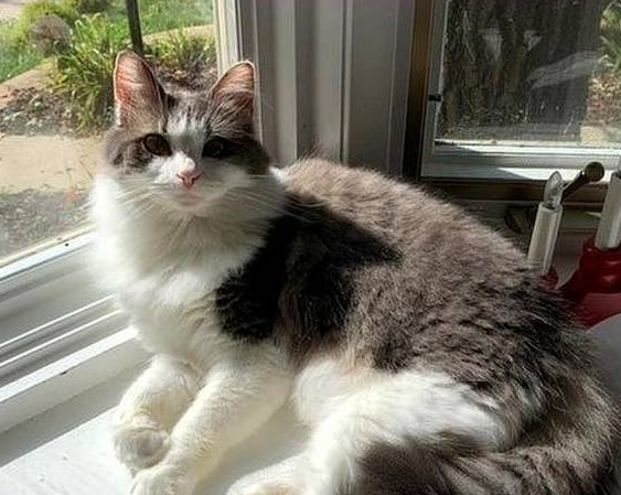 猫咪被主人养大，却因怀孕而被扔掉，失聪后的它没能保住2只小猫 